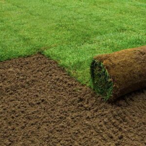 Turf
